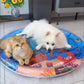 Tapis Aquatique Rafraîchissant – Confort d’Été pour Chien & Chat